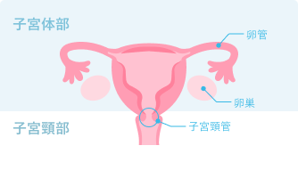 子宮と卵巣の構造